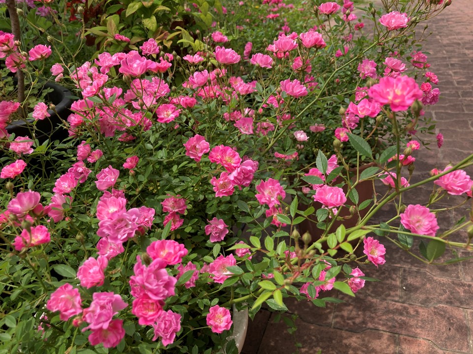 春から初夏にかけていろいろなお花が私たちを楽しませてくれています。<br>ブラシの木、ミニバラ、ジンジャーゼラニウム、…<br>