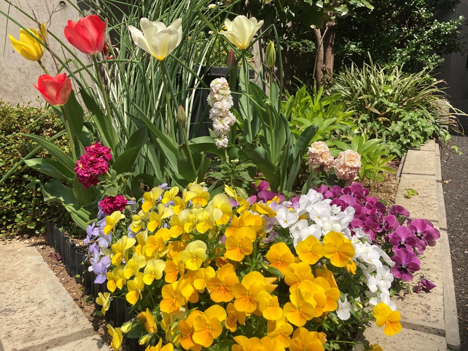 お花があると新しい葉の柔らかさや色あざやかで心が癒されます。<br>お花のセラピーですね。<br>