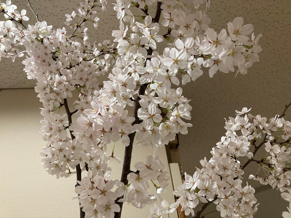 と、ご利用者のみなさんが桜を見ながら感嘆のこえをあげて喜んでいらっしゃいます。<br>みなさん桜を愛でることで、心が豊かになり穏やかな表情です。<br>